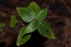 Image result for Droguetia iners