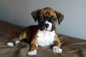 So, if you're planning on relocating, or are going your dog must remain inside the kennel while in a delta boarding area, a delta airport lounge and while onboard the aircraft. Delta Sends 8 Week Old Puppy To Wrong Destination Conde Nast Traveler