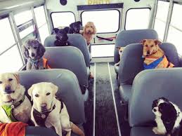 The pooped puppy is here to help! Doggy Daycare And Boarding Facilities