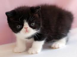 We breed british shorthairs cats and kittens from 2001. Cute Black And White Exotic Shorthair Kitten For Sale In Denver Colorado Classified Americanlisted Com