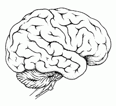 For each area, read the directions and color accordingly. Human Brain Coloring Page Coloring Home