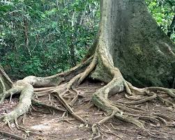 There are no direct buses from kuala lumpur to taman negara, so you will you have to take one to jerantut first. Taman Negara Malaysia Fun And Adventure In The World S Oldest Rainforest