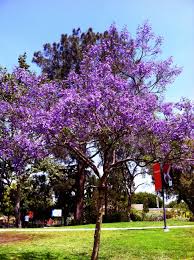 We did not find results for: Purple Trees Jacaranda Tree Florida Plants Purple Trees