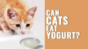 While some cats like yogurt, many cats suffer digestion problems with any milk products because they are effectively lactose intolerant. Can Cats Eat Yogurt Must Know Facts On Yogurt For Cats Petmoo