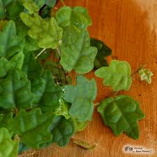 Image result for Ficus persicifolia