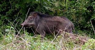 Mencegah babi hutan dengan pestisida alami. Petua Halau Babi Mawardi Yunus