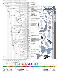 Phylogenetic Tree Family Tree Tree Map