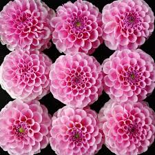 Image result for Stolzia