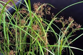 Image result for Cyperus longus