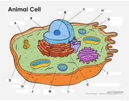 Cell biology video games, virtual labs & activities cell explorer: Eukaryotic Animal Cell Quiz