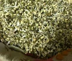 Siapkan kacang kedelai yang akan dibuat menjadi tauge terlebih dahulu. Cara Tanam Taugeh Secara Homemade Guna Tuala Good Morning Je