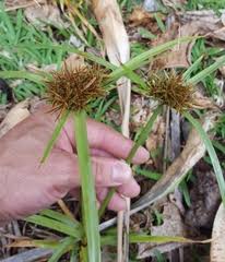 Image result for Pycreus