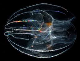 The medusae of cnidaria are very similar in shape, but move by rhythmic, muscular contractions of the umbrella. Page Not Found Woods Hole Oceanographic Institution Jellyfish Species Jellyfish Ocean Animals