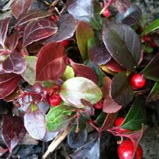 Image result for Galenia procumbens