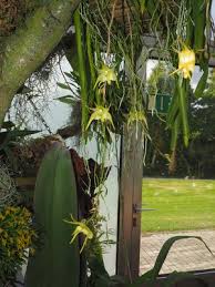 Image result for Aeranthes africana