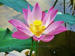 Examples of translating «teratai» in context Saturday Night Photography Reflection Bunga Teratai Lotus Bambangpriantono