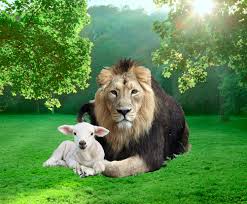 Image result for images â€œI Am the Lion and the Lamb