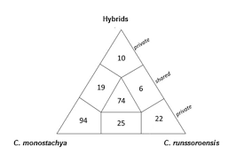 Image result for Carex runssoroensis