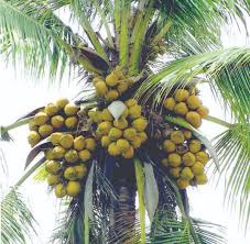 Gabriel, b.p., a review of the major insect pests of some upland crops in the philippines. Plantation Coconut Handbook