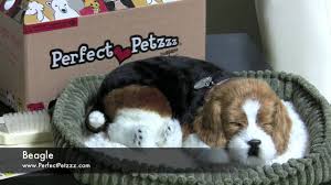 Cat accessories cat hand towels pet towel cat beach towels horse towels cat trees dog towels cat tower dog towel. Perfect Petzzz Beagle Youtube