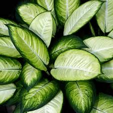 However the past two days or so the leaves are turning downward. Aglaonema Plant Care Growing Guide