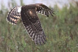 Hawks New York Birds Of Prey Pictures Birds Of Prey In Flight Birds Of Prey Birds Prey
