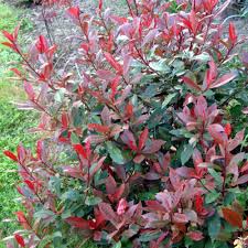 Rightmove has over 800,000 properties for sale throughout the uk, giving you the uk's largest selection of new build and resale homes. Photinia Little Red Robin Clarenbridge Garden Centre
