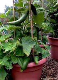 5 Best Container Vegetables For Beginning Gardeners Container Gardening Growing Vegetables Container Gardening Vegetables