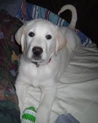She was born on 7 june 1910 and lived until 14 november 1939. Pyrador Dog Breed Information And Pictures