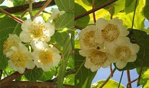 As a final example of fruits mentioned in. Male And Female Created He Them Trees To Plant Growing Seeds Flowers