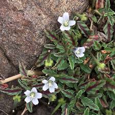Image result for Monsonia angustifolia