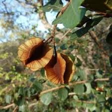 Image result for Cyphostemma hereroense