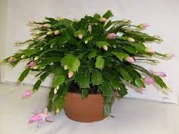 Cactus Navideno Consejos Para La Siembra Y Cuidados Nuevo Decoracion Tipos De Plantas Suculentas Cactus De Navidad Propagar Plantas Suculentas