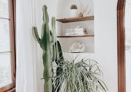 I wanted the look of a slightly faded image and then the focus for the eye to be that of the cactus flower. 10 Cactus Plants To Add To Your Indoor Collection