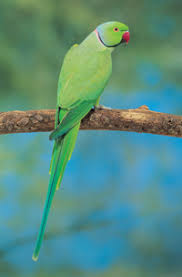 It is an asiatic parrot originally from ceylon. Ringneck Parakeet Indian Psittacula Krameri Manillensis