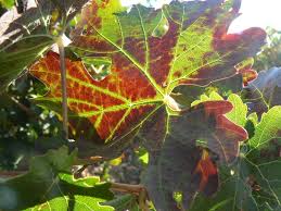 Image result for Grapevine leafroll virus