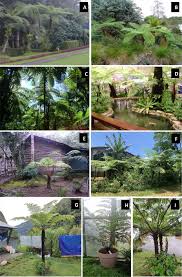 Image result for Cyathea thomsonii
