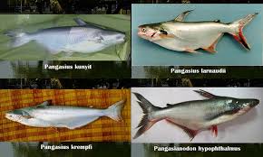 Jadi, kedua jenis ikan tersebut secara perilaku dan kebiasaan dalam selera makan juga hampir sama. Famili Spesies Ikan Patin Asia Umpan