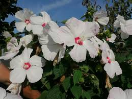 Hibiscus Moscheutos White With Red Heart Pink Red L'hibiscus des marais (hibiscus moscheutos), parfois nommé ketmie des marais, est une vivace par sa souche ligneuse, qui est également vigoureuse, originaire du sud des. red heart pink red
