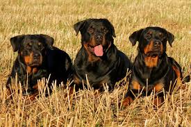How big will a rottweiler get? Rottweiler Lifespan Facts You Should Know Rottweilerhq