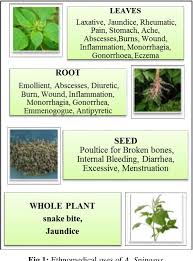 Image result for Amaranthus spinosus