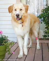 The friendliest online yard sale for garage sale lovers. Nashville Il Pet Adoption The Y Guide