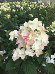 Do you have a different type of hydrangea? Ammon Nursery Fresh Stock Arriving Daily Hydrangea Paniculata Fire Light Pure White Summer Flowers Turn To Pomegranate Pink In Fall Proven Winner Open Monday Friday 8 5 Saturday 9 3 Facebook