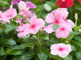 Jul 02, 2021 · v. 11 Vibrant Flowers That Start With V