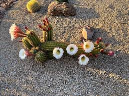 Depending on the species, they blossom throughout the year. Another Blooming Cactus In My Front Yard With There Were So Many Great Blooms This Year Boulder Mountain Area A Quarter Mile From The Phoenix Sign Arizona