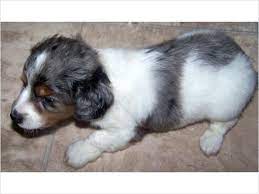 Maybe you would like to learn more about one of these? Mini Dachshund Puppies 300 Hohenwald Tennessee Dachshund Puppies Puppies Mini Dachshund Puppies