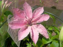 Native to mountainous regions, these plants produce small to medium, nodding flowers in bell or lantern shapes that come in shades of blue, mauve, pink, purple, red, white, and yellow. Clematis Pink Fantasy Clematis Cv Pink Fantasy Flower Database