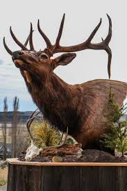 This elk named “Stump” got to go home to his boy recently. We are still  trying to play catch-up. We are finally making some headway. So if you've  got a mount with