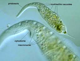 Image result for Dissotis falcipila