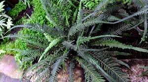 Image result for Dinebra caudata